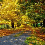 Random image: Nature-autumn-yellow-leaves-trees-road-fence_1920x1200