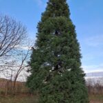 Random image: 20251118_jehličnany Šipší (1)